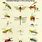 Tropical Insects Chart