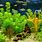 Tropical Underwater Plants