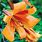 Trumpet Lily African Queen