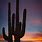 Tucson Cactus