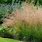 Tufted Hair Grass Deschampsia Cespitosa