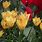 Tulip Batalinii