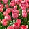 Tulip Design Impression
