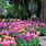 Tulip Garden Ideas