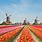 Tulip Garden Netherlands