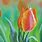 Tulip Pastel Painting