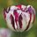 Tulipa Adonis