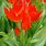 Tulipa Praestans Paradox