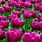 Tulipa Purple