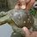 Turtle India