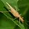 Two-Spotted Tree Cricket