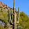 Types of Arizona Cactus
