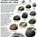 Types of Freshwater Clams