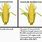Types of GMO Corn