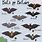 UK Bat Species