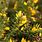 Ulex Europaeus Western Gorse