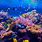 Undersea Reef