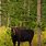 Utah Moose
