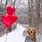 Valentine Golden Retriever Puppy