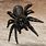 Venomous Funnel Web Spider