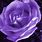 Violet Flower Purple Rose
