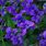Violet Flower Types