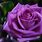 Violette Rose