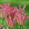 Viridiflora Tulip 1700