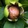 Walnut Tree Fruit