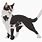 Warrior Cats Black and White Cats