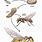 Wasp Insect Life Cycle