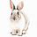 Watercolor Bunny Clip Art