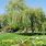 Weeping Willow Tree Landscaping