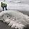 Weird Sea Creatures Found After Tsunami