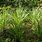 West Indian Lemongrass