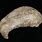 Whale Bone Fossil