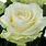White Avalanche Rose