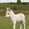 White Baby Donkey