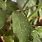 White Bugs On Pepper Plants