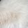 White Cat Fur Texture