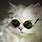 White Cat with Sunglasses