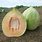 White Crenshaw Melon