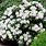 White Rhododendron Bush