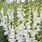 White Snapdragon Flower