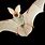 White Spotted Brown Bat