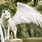 White Wolf with Wings