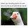 Wholesome Duck Memes