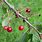 Wild Cherry Tree UK