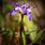 Wild Dwarf Iris