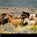 Wild Horses in the Desert